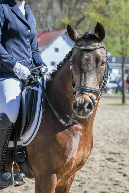 冠军的含金 冠军的含金